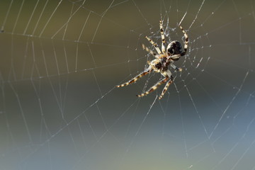 Die Spinne hat ihre klebrigen Seidenfäden gespannt und wartet nun ab.