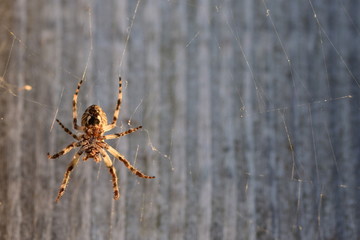 Lauernde Webspinne vor grauem Hintergrund 