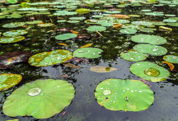 Obraz na płótnie Canvas Lotus flower water drops green leaves in a pond