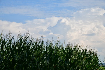 Maisfeld unter bewölktem blauen Himmel