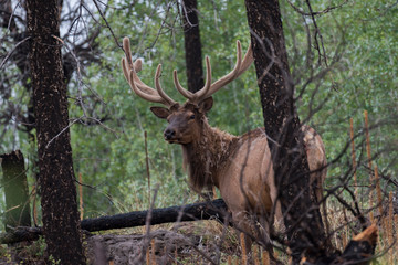Big bull elk in deep timber sporting velvet antlers in summer