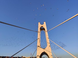 golden gate bridge in the fog
