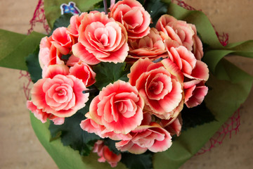 Pink Begonias blooming at home, home flowers