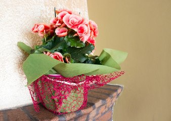Pink Begonias blooming at home, home flowers. Free copy space. Concept of home decor