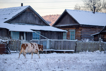 The village of Dersu in the Primorsky Territory, inhabited by the Old Believers. A domestic cow...