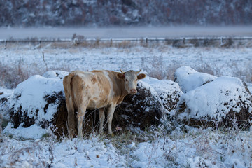 The village of Dersu in the Primorsky Territory, inhabited by the Old Believers. A domestic cow...