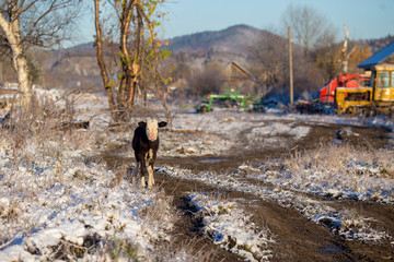The village of Dersu in the Primorsky Territory, inhabited by the Old Believers. A domestic cow...