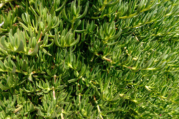 green climbing plant on a stone wall. Greece, the coast of the Ionian Sea