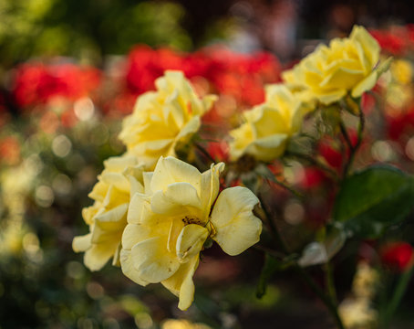 amarillo floreado