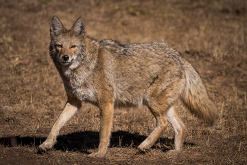 Furry coyote stares at camera while on the hunt for the next meal