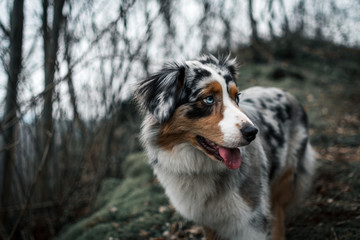 Australian shepherd running through the snow on a winter day 35