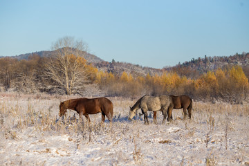 The village of Old Believers from Latin America in Russia in the Primorsky Territory. Domestic horses graze in a snowy field near an authentic village