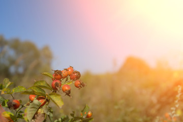 Ripe rosehip fruit on a Bush on a warm autumn day. blue cloudless sky. Drug plants.