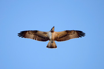 Flying Osprey on the sky in hunting position, looking for a prey.