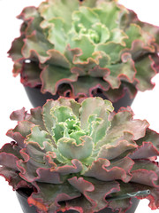 多肉植物　エケベリア・高砂の翁