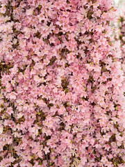 オカメザクラ