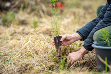 Volunteers soot young trees to restore forests after bark beetle attack