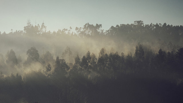 fog in the forest