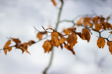 Close-up on frozen beech leaves on a branch under frost and snow