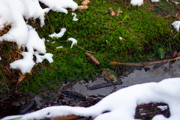 Snow in a stream. The first snow in a forest with creek. Onset of winter. First frost of a late autumn landscape