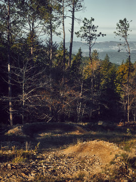 Empty mountain biking track in the forest