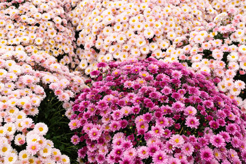 Lots of pink chrysanthemum flowers. Background image from a flowerbed.
