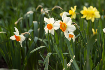 Fototapeta premium Daffodils of different types bloom in the spring in the garden. Beautiful flowers - white daffodils with an orange stamen and yellow daffodils