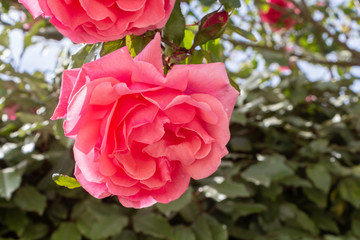 Pink rose in a garden during spring
