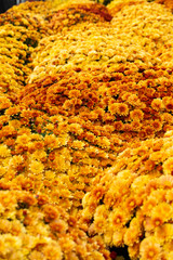 Lots of orange chrysanthemum flowers. Background image from a flowerbed.