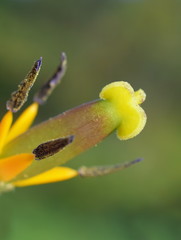 Extreme closeup on a tulip pistil and stamen