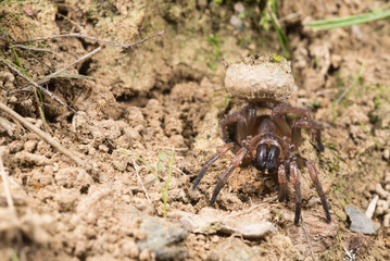 Trapdoor spider (Nemesia sp.) near the burrow, Italy