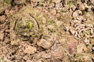 Door of trapdoor spider (Nemesia sp.) in the burrow, Italy