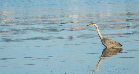 heron bird fishing on seashore ardea cinerea