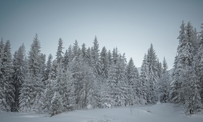 Fototapeta premium Winter Woodland Scenery
