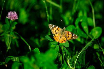 motyl © Dariusz Grochal 