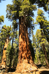 Sequoia National Park und Kings Canyon