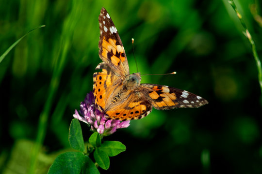 motyl