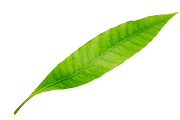 Mango leaf isolated on a white background