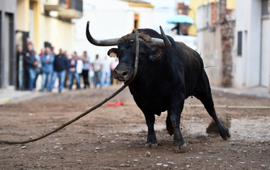 majestuoso toro español
