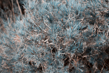 Close-up of pine needles as a background, toned photo