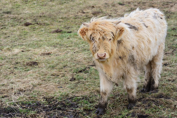A small, dirty, very hairy and matted calf of a highland cattle stands on a dry meadow in the swamp and looks into the camera