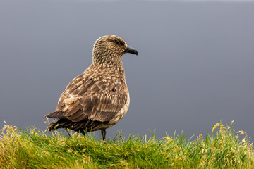 The great skua sitting on a cliff in Iceland