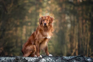 Poster nova scotia duck tolling retriever dog sitting in the forest © otsphoto
