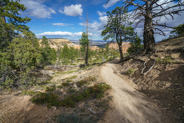 Fototapeta na wymiar hiking the rim trail in bryce canyon national park, utah, usa