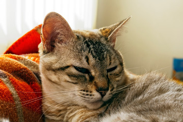 Gata Nina IMG_5933