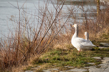 Wildgänse am Flussufer
