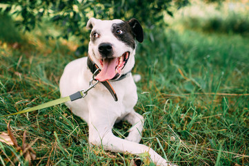 Beautiful big black and white dog relaxes in the summer in the garden or park in good weather