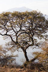 Tree With Lake Chapala and Mt. Garcia.