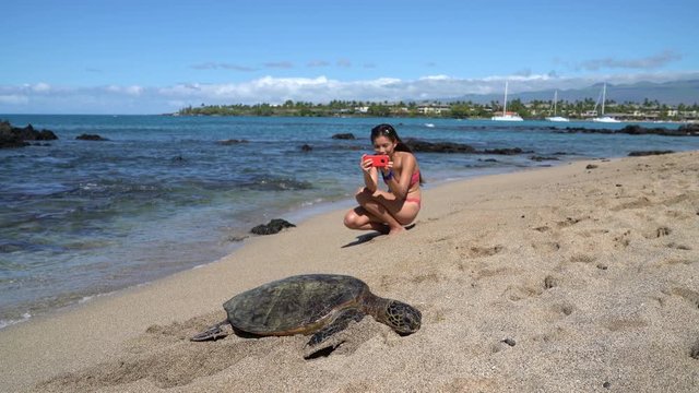 Hawaii Turtle. Tourist taking photos of Hawaiian sea turtles on Big Island, Hawaii, USA. Animals and wildlife of Hawaii.