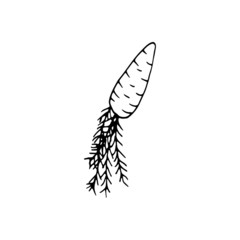 Single hand drawn carrot for easter design, greeting cards, posters, recipe, culinary design. Isolated on white background. Doodle vector illustration. Hand drawn element.